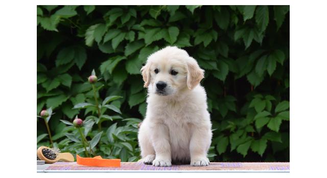Щенки папийона (папильона) в питомнике Бон Плезир Щенки папийона (папильона) в питомнике Бон Плезир