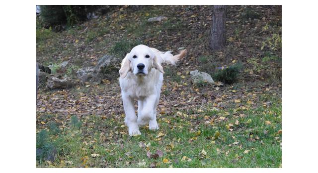 Щенки папийона (папильона) в питомнике Бон Плезир Щенки папийона (папильона) в питомнике Бон Плезир