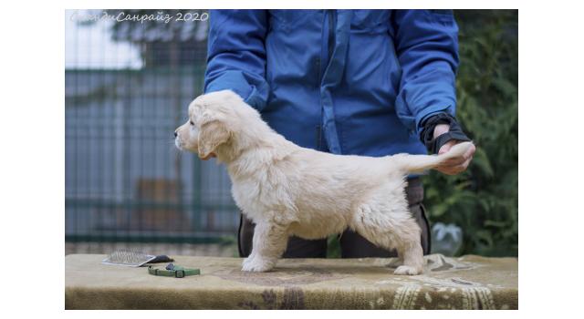 Щенки папийона (папильона) в питомнике Бон Плезир Щенки папийона (папильона) в питомнике Бон Плезир