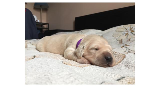 Щенки папийона (папильона) в питомнике Бон Плезир Щенки папийона (папильона) в питомнике Бон Плезир