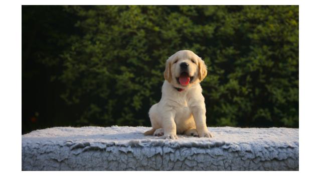 Щенки папийона (папильона) в питомнике Бон Плезир Щенки папийона (папильона) в питомнике Бон Плезир