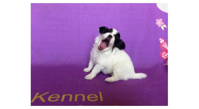 Щенки папийона (папильона) в питомнике Бон Плезир Щенки папийона (папильона) в питомнике Бон Плезир