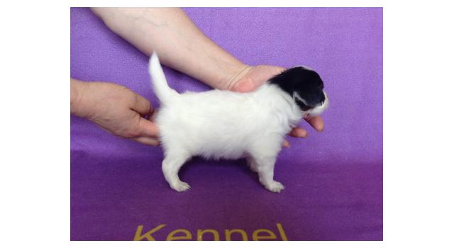 Щенки папийона (папильона) в питомнике Бон Плезир Щенки папийона (папильона) в питомнике Бон Плезир