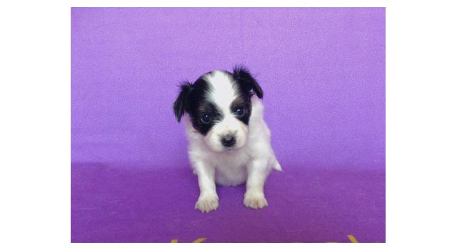 Щенки папийона (папильона) в питомнике Бон Плезир Щенки папийона (папильона) в питомнике Бон Плезир