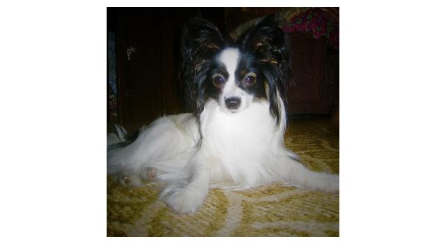 Щенки папийона (папильона) в питомнике Бон Плезир Щенки папийона (папильона) в питомнике Бон Плезир