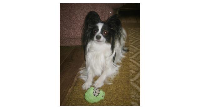 Щенки папийона (папильона) в питомнике Бон Плезир Щенки папийона (папильона) в питомнике Бон Плезир