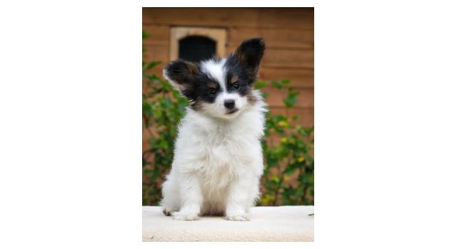 Щенки папийона (папильона) в питомнике Бон Плезир Щенки папийона (папильона) в питомнике Бон Плезир