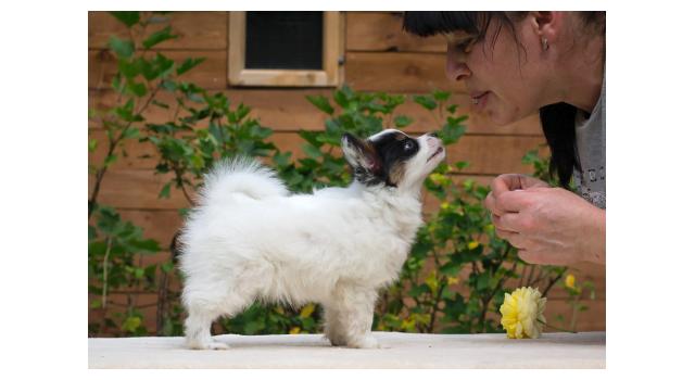 Щенки папийона (папильона) в питомнике Бон Плезир Щенки папийона (папильона) в питомнике Бон Плезир