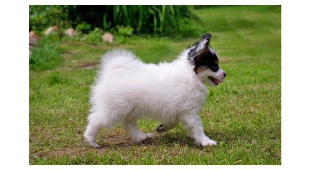 Щенки папийона (папильона) в питомнике Бон Плезир Щенки папийона (папильона) в питомнике Бон Плезир