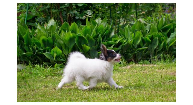 Щенки папийона (папильона) в питомнике Бон Плезир Щенки папийона (папильона) в питомнике Бон Плезир