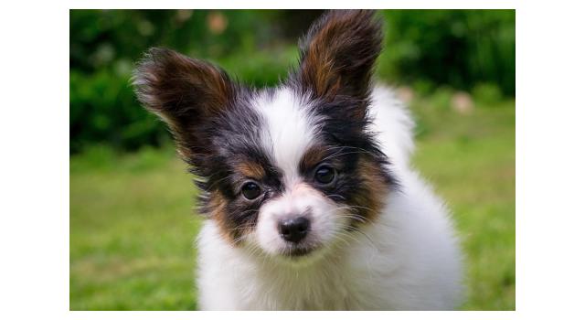 Щенки папийона (папильона) в питомнике Бон Плезир Щенки папийона (папильона) в питомнике Бон Плезир