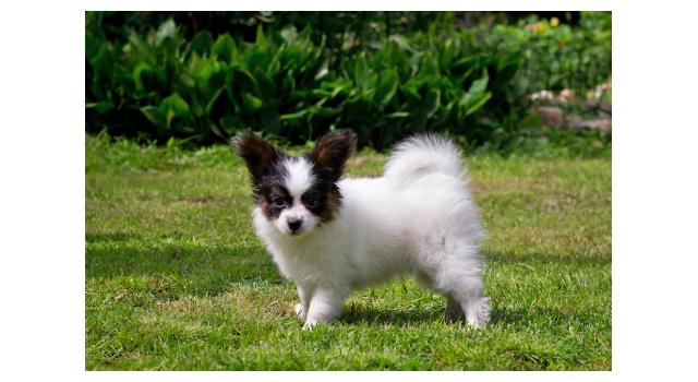 Щенки папийона (папильона) в питомнике Бон Плезир Щенки папийона (папильона) в питомнике Бон Плезир