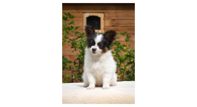 Щенки папийона (папильона) в питомнике Бон Плезир Щенки папийона (папильона) в питомнике Бон Плезир