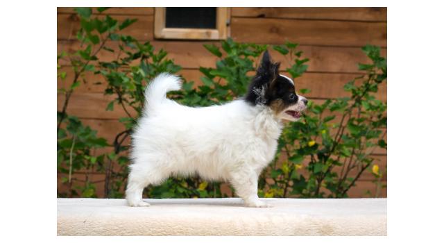 Щенки папийона (папильона) в питомнике Бон Плезир Щенки папийона (папильона) в питомнике Бон Плезир