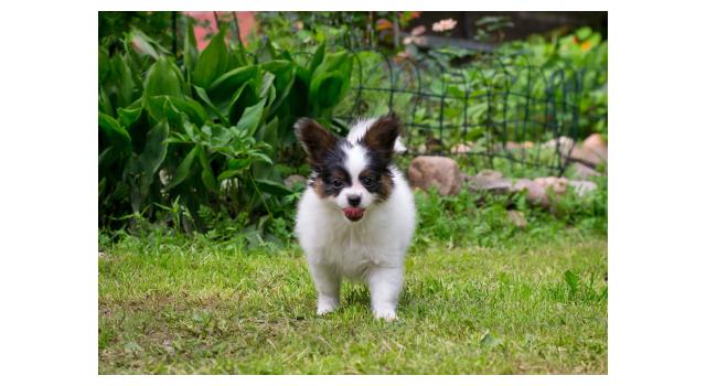 Щенки папийона (папильона) в питомнике Бон Плезир Щенки папийона (папильона) в питомнике Бон Плезир