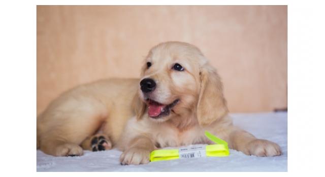 Щенки папийона (папильона) в питомнике Бон Плезир Щенки папийона (папильона) в питомнике Бон Плезир