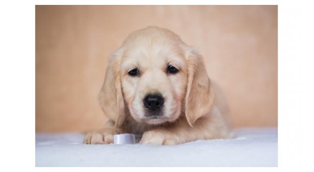 Щенки папийона (папильона) в питомнике Бон Плезир Щенки папийона (папильона) в питомнике Бон Плезир