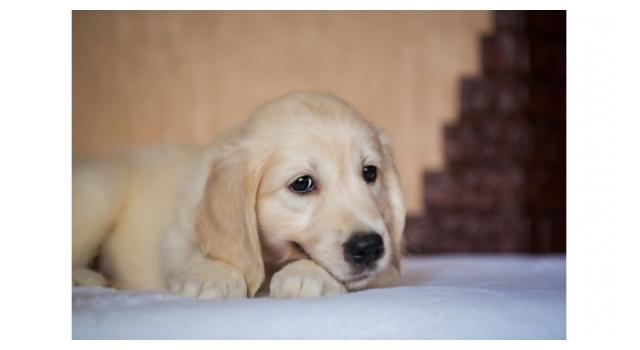 Щенки папийона (папильона) в питомнике Бон Плезир Щенки папийона (папильона) в питомнике Бон Плезир