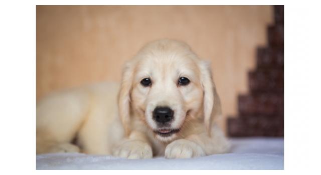 Щенки папийона (папильона) в питомнике Бон Плезир Щенки папийона (папильона) в питомнике Бон Плезир