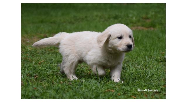 Puppies of papillon in Bon Plaisir Kennel Puppies of papillon in Bon Plaisir Kennel