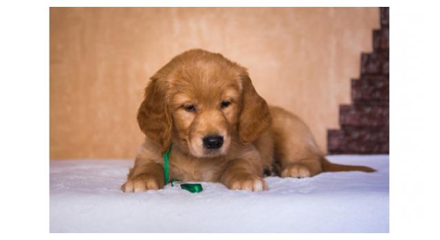 Щенки папийона (папильона) в питомнике Бон Плезир Щенки папийона (папильона) в питомнике Бон Плезир