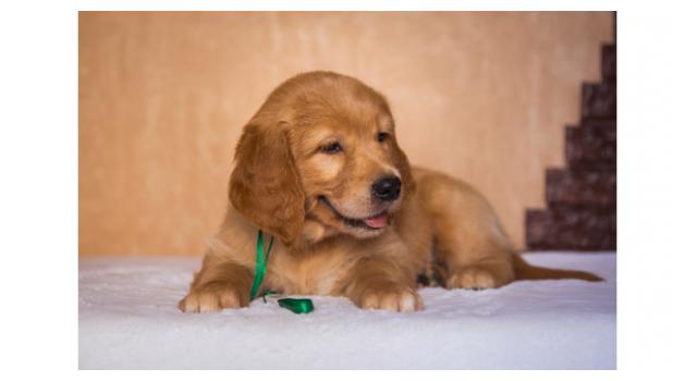 Щенки папийона (папильона) в питомнике Бон Плезир Щенки папийона (папильона) в питомнике Бон Плезир