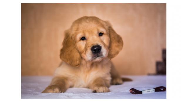 Щенки папийона (папильона) в питомнике Бон Плезир Щенки папийона (папильона) в питомнике Бон Плезир