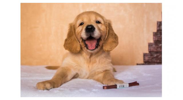 Щенки папийона (папильона) в питомнике Бон Плезир Щенки папийона (папильона) в питомнике Бон Плезир