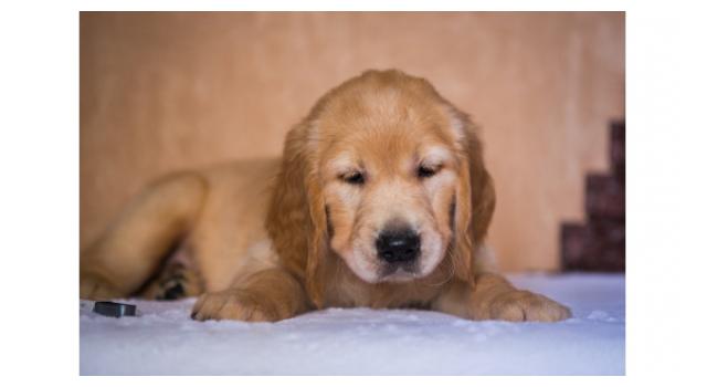 Щенки папийона (папильона) в питомнике Бон Плезир Щенки папийона (папильона) в питомнике Бон Плезир