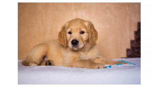 Щенки папийона (папильона) в питомнике Бон Плезир Щенки папийона (папильона) в питомнике Бон Плезир