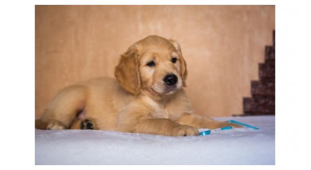 Щенки папийона (папильона) в питомнике Бон Плезир Щенки папийона (папильона) в питомнике Бон Плезир
