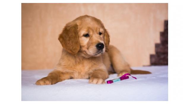 Щенки папийона (папильона) в питомнике Бон Плезир Щенки папийона (папильона) в питомнике Бон Плезир