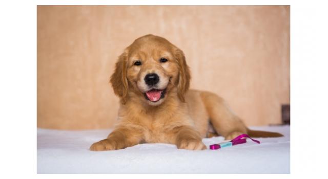 Щенки папийона (папильона) в питомнике Бон Плезир Щенки папийона (папильона) в питомнике Бон Плезир