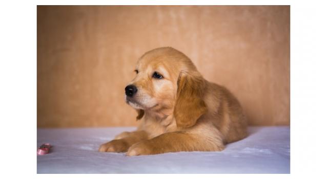Щенки папийона (папильона) в питомнике Бон Плезир Щенки папийона (папильона) в питомнике Бон Плезир