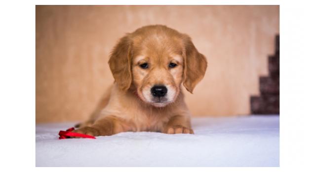 Щенки папийона (папильона) в питомнике Бон Плезир Щенки папийона (папильона) в питомнике Бон Плезир