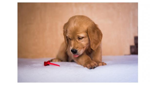 Щенки папийона (папильона) в питомнике Бон Плезир Щенки папийона (папильона) в питомнике Бон Плезир