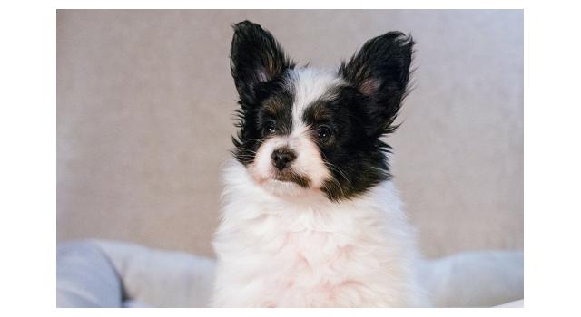 Щенки папийона (папильона) в питомнике Бон Плезир Щенки папийона (папильона) в питомнике Бон Плезир