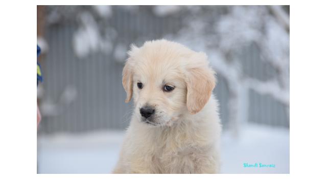 Щенки папийона (папильона) в питомнике Бон Плезир Щенки папийона (папильона) в питомнике Бон Плезир