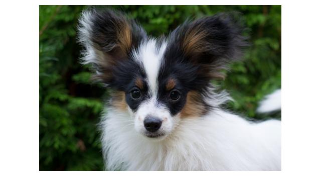 Щенки папийона (папильона) в питомнике Бон Плезир Щенки папийона (папильона) в питомнике Бон Плезир