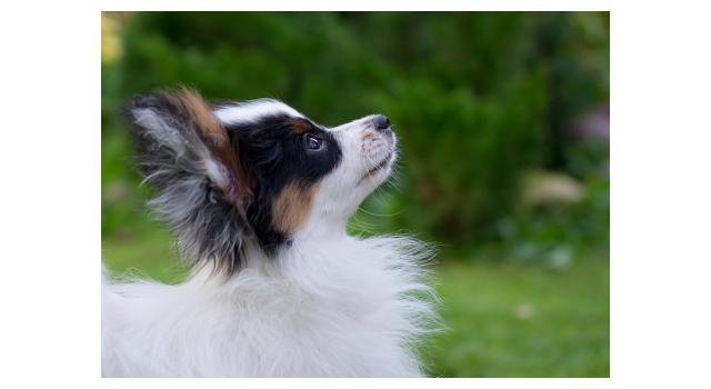 Щенки папийона (папильона) в питомнике Бон Плезир Щенки папийона (папильона) в питомнике Бон Плезир