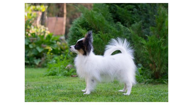 Щенки папийона (папильона) в питомнике Бон Плезир Щенки папийона (папильона) в питомнике Бон Плезир