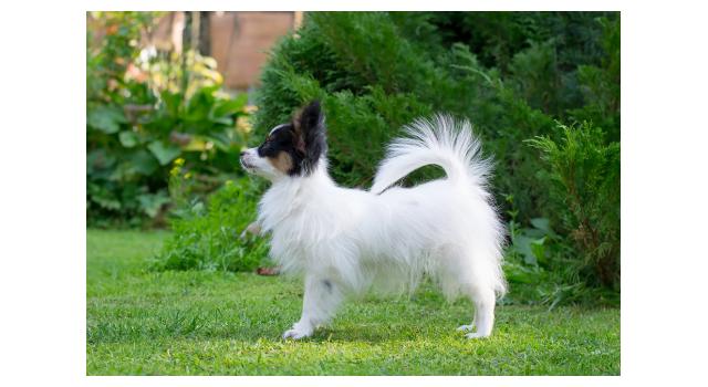 Щенки папийона (папильона) в питомнике Бон Плезир Щенки папийона (папильона) в питомнике Бон Плезир