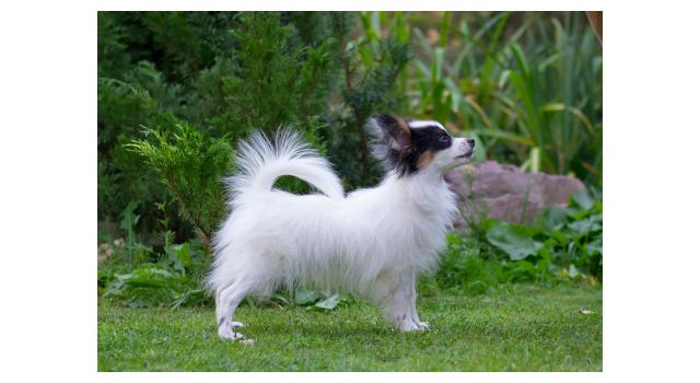 Щенки папийона (папильона) в питомнике Бон Плезир Щенки папийона (папильона) в питомнике Бон Плезир