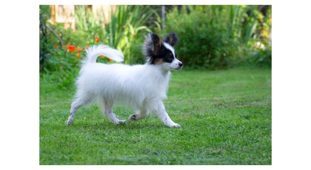 Щенки папийона (папильона) в питомнике Бон Плезир Щенки папийона (папильона) в питомнике Бон Плезир