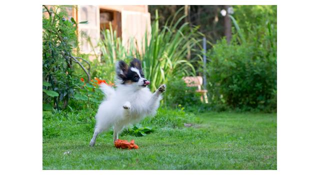 Щенки папийона (папильона) в питомнике Бон Плезир Щенки папийона (папильона) в питомнике Бон Плезир