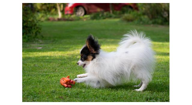 Щенки папийона (папильона) в питомнике Бон Плезир Щенки папийона (папильона) в питомнике Бон Плезир