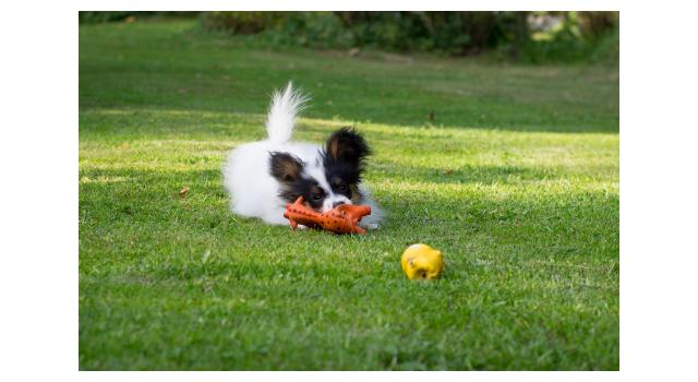Щенки папийона (папильона) в питомнике Бон Плезир Щенки папийона (папильона) в питомнике Бон Плезир