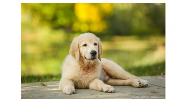 Щенки папийона (папильона) в питомнике Бон Плезир Щенки папийона (папильона) в питомнике Бон Плезир