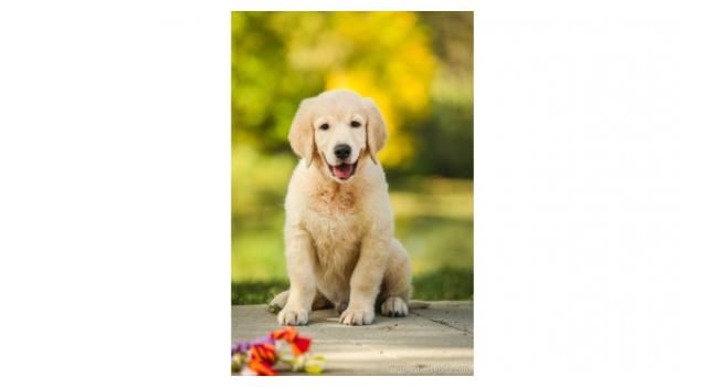 Щенки папийона (папильона) в питомнике Бон Плезир Щенки папийона (папильона) в питомнике Бон Плезир