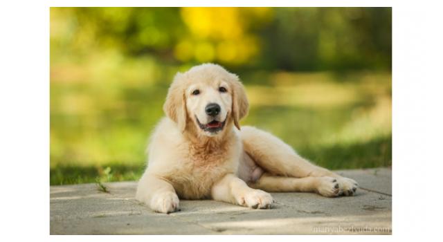 Щенки папийона (папильона) в питомнике Бон Плезир Щенки папийона (папильона) в питомнике Бон Плезир